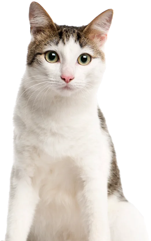 Jesica, registered veterinary technician at Barlow Trail Animal Hospital in Calgary. Temporary placeholder photo used of a cat.