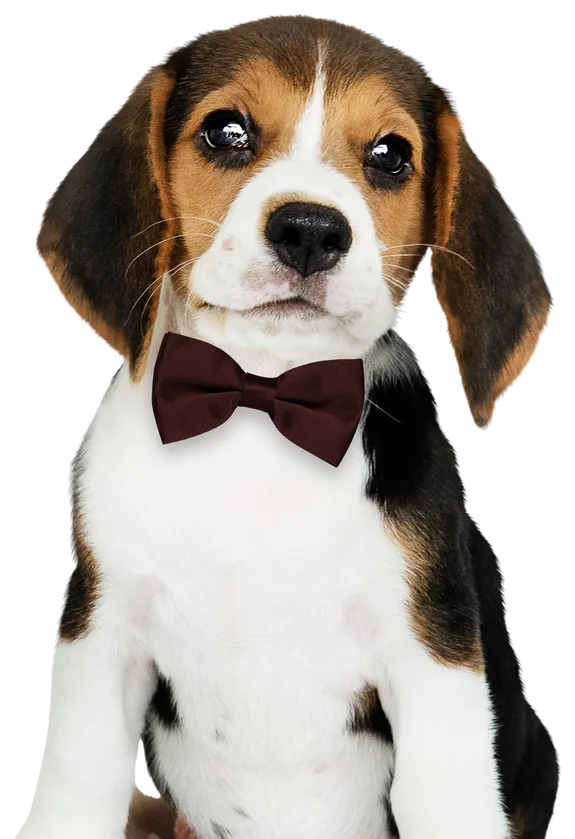 Dr. Sharma, veterinarian at Barlow Trail Animal Hospital