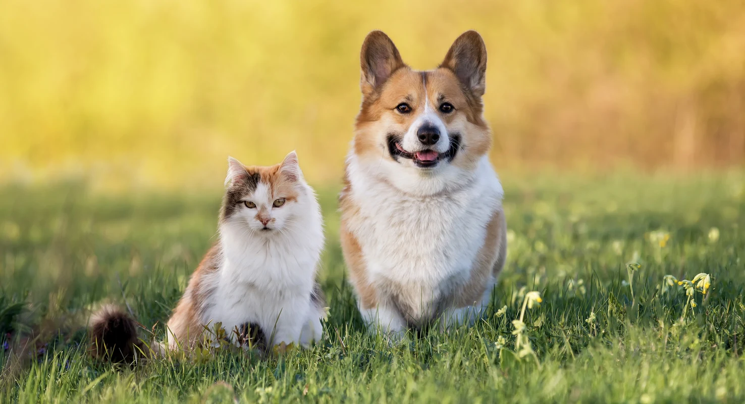 Cat and dog in a meadow