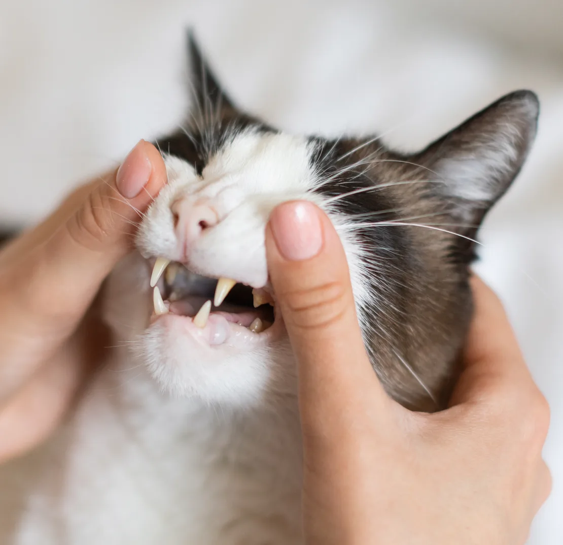 Vet checking gray and white cat's teeth during a dental checkup
