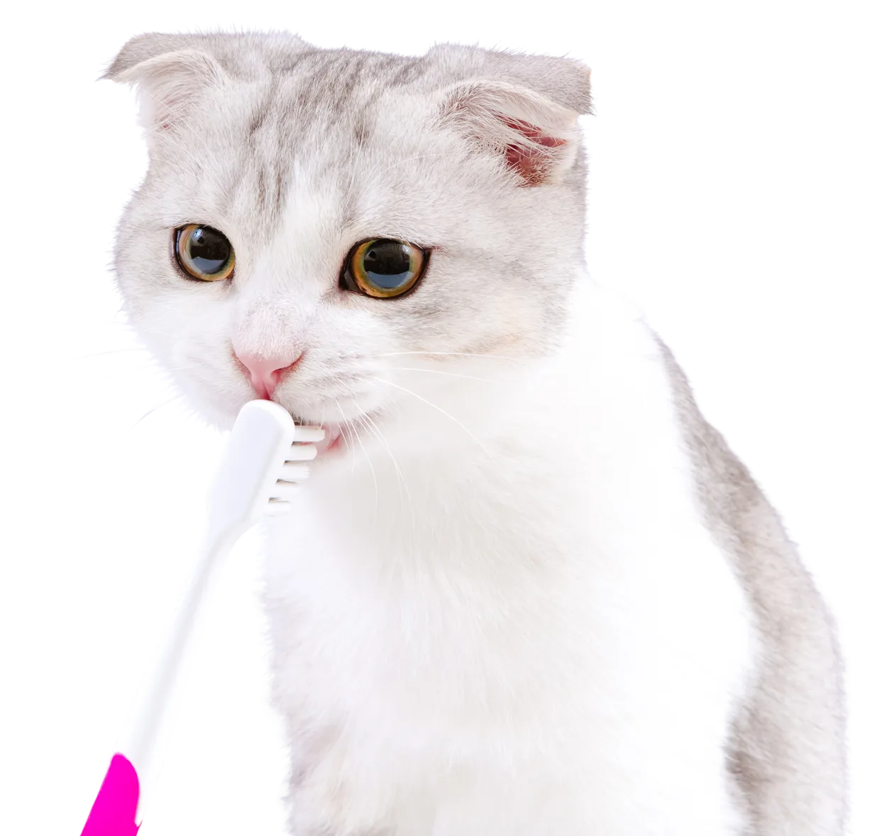 White cat with gray markings brushing teeth with white toothbrush