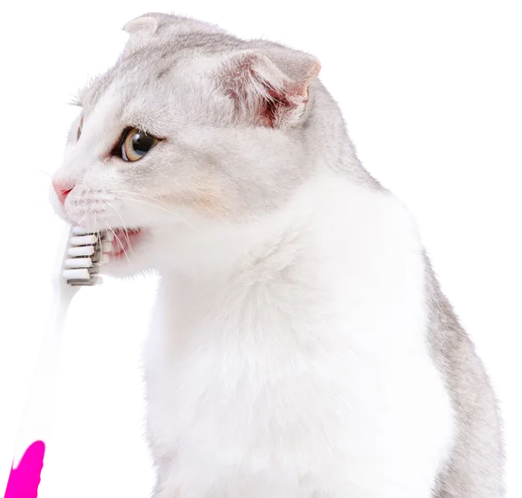 Whte cat holding a pink toothbrush and looking off to the side