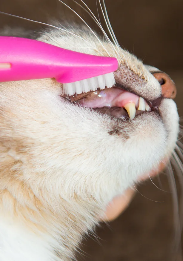 Vet using a pink toothbrush to clean a cats teeth in a vet clinic