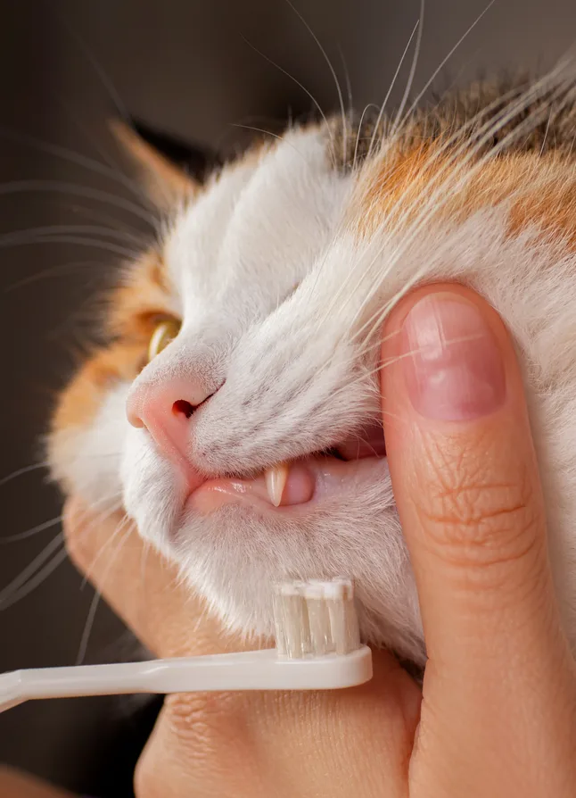 Vet cleaning cats teeth using a toothbrush in an animal clinic