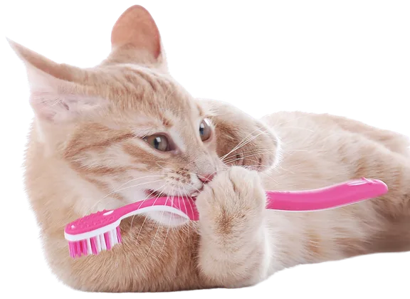 Orange cat lying down and holding a toothbrush