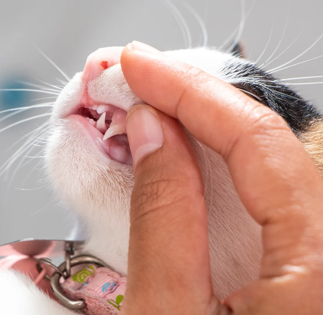Veterinarian examining a cats teeth in an animal hospital