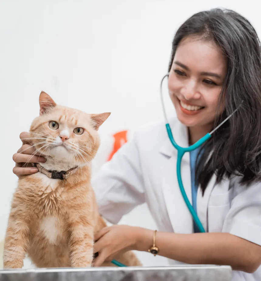Veterinarian examining an orange cat with a stethoscope in a vet clinic
