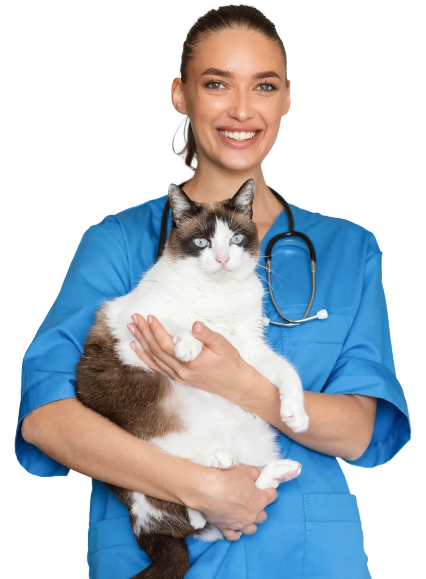 Veterinarian in blue scrubs holding a fluffy brown and white cat with blue eyes