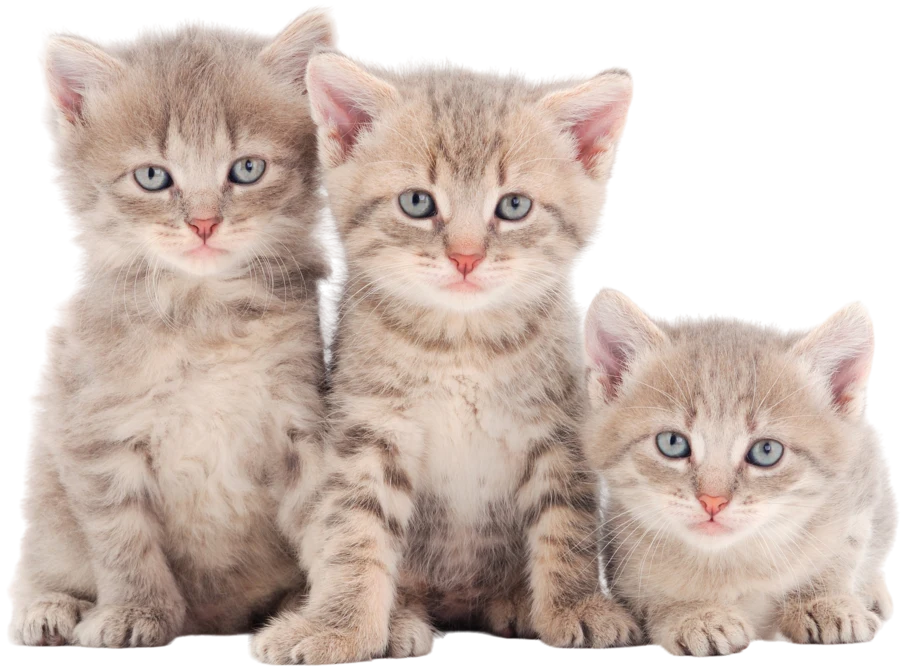 Three kittens sitting together