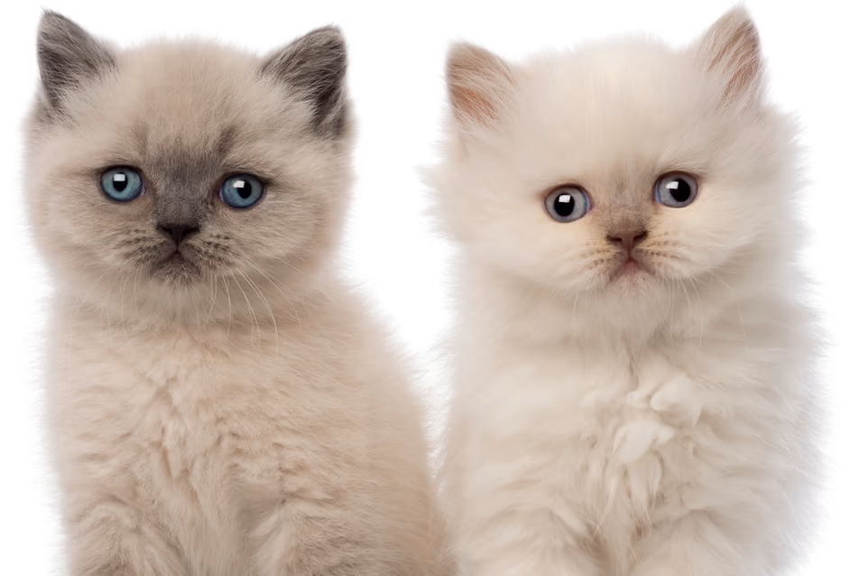 Two kittens sitting together