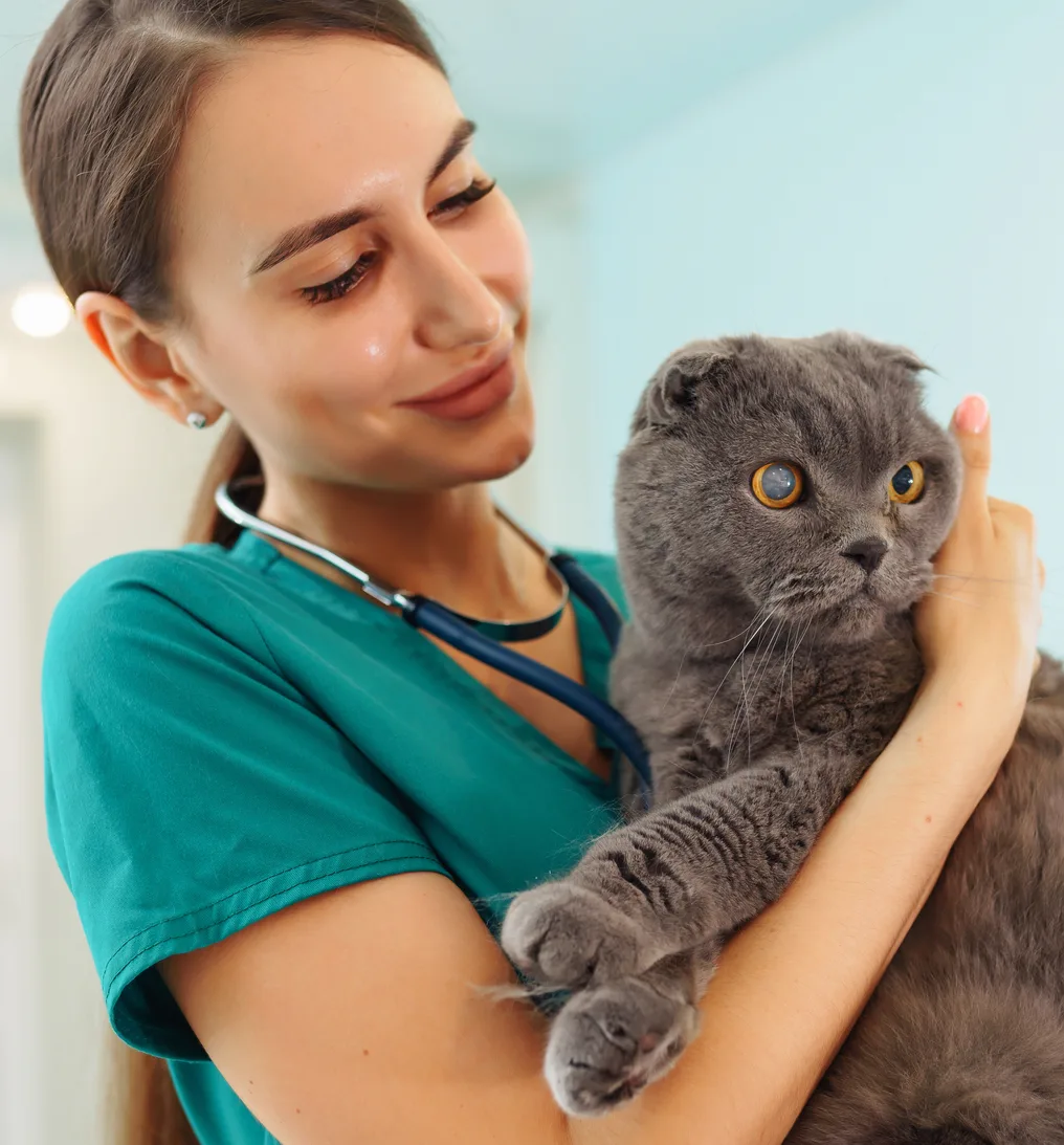 Veterinarian in scrubs holding a gray cat and smiling