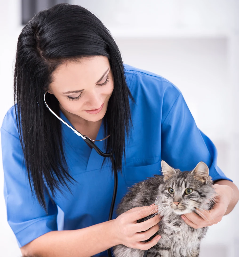 Veterinarian examining cat