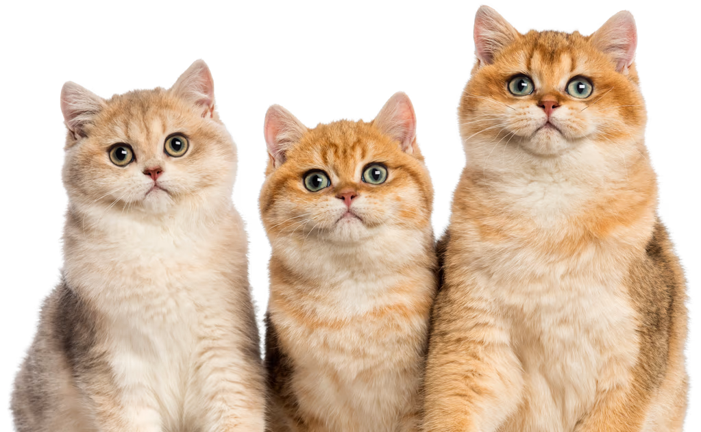 Three british shorthair cats sitting