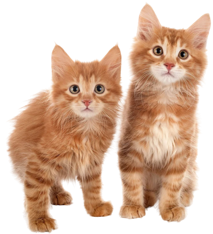 Dog and cat together