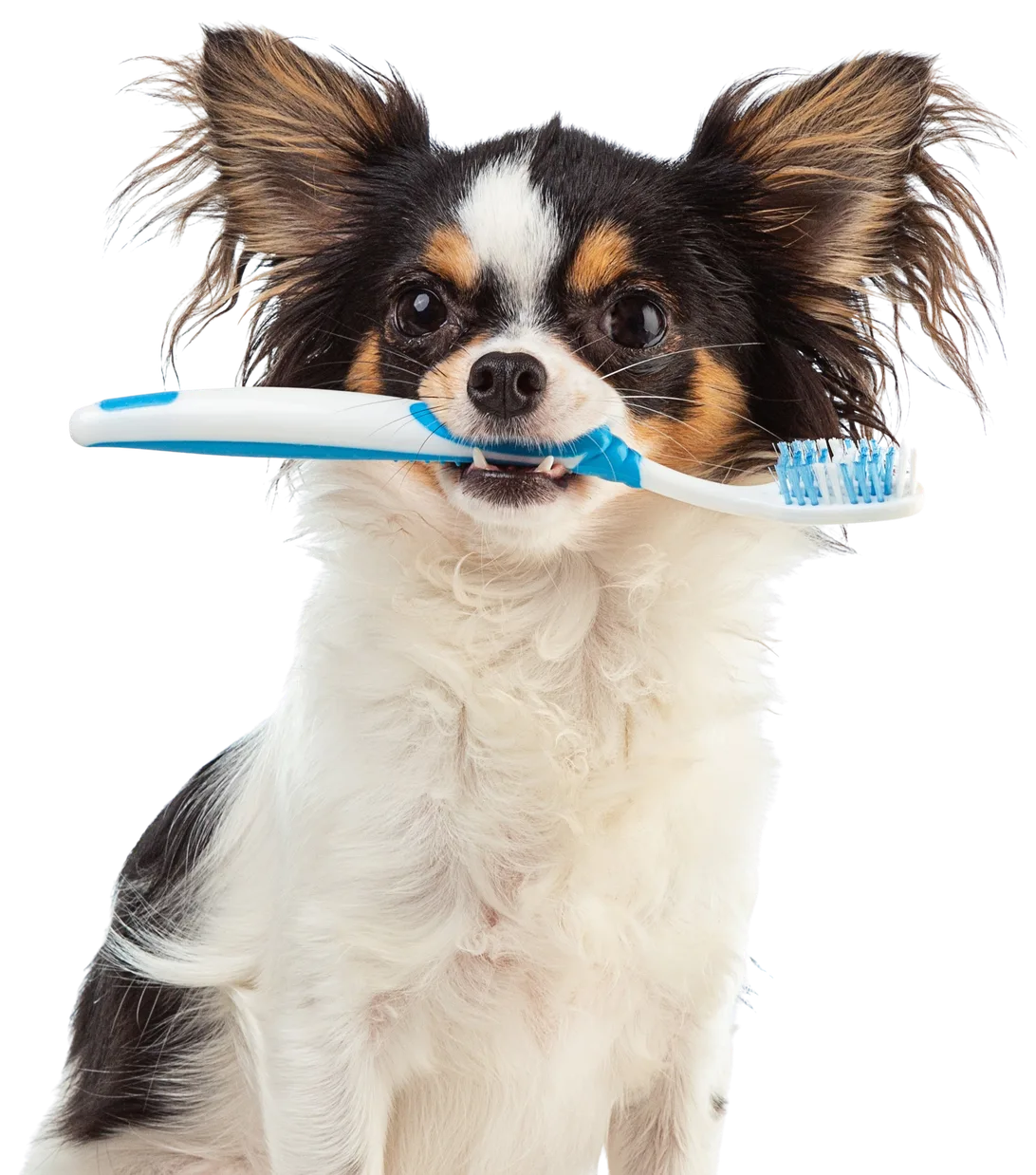 Chihuahua holding dental toothbrush