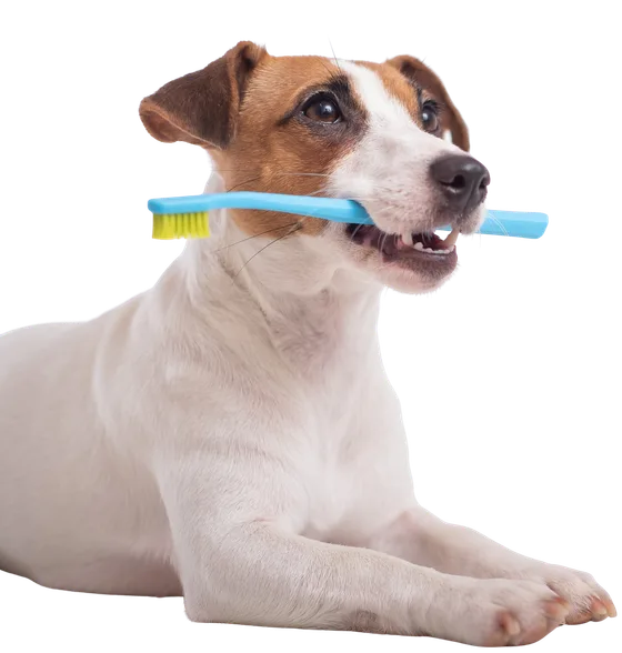 Dog holding a toothbrush in his mouth