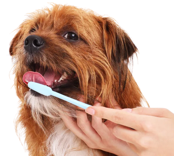 Happy dog getting his teeth cleaned