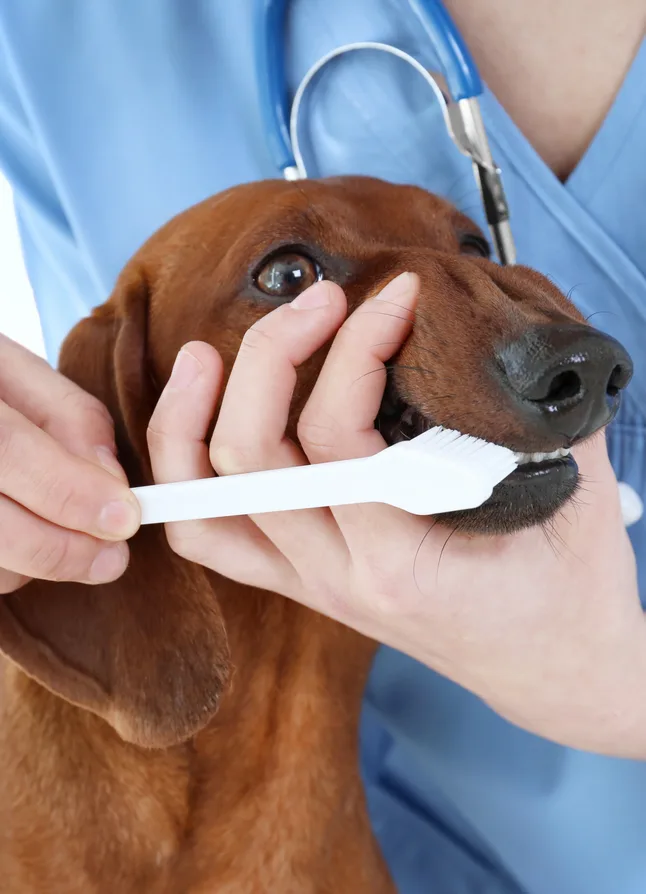 Vet cleaning dogs teeth at a veterinary dental clinic