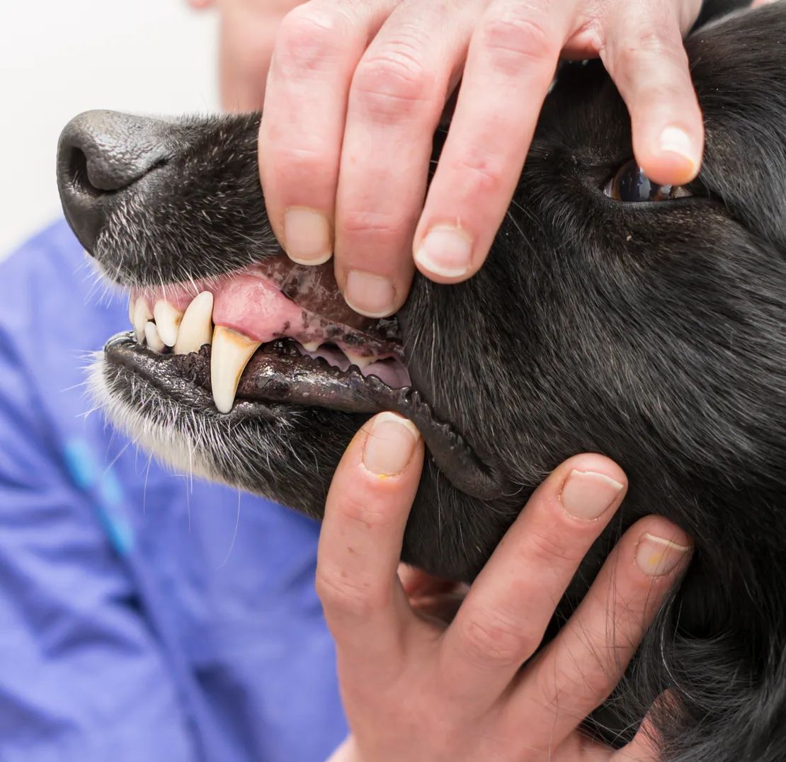 Veterinarian examining a dogs teeth in a vet clinic