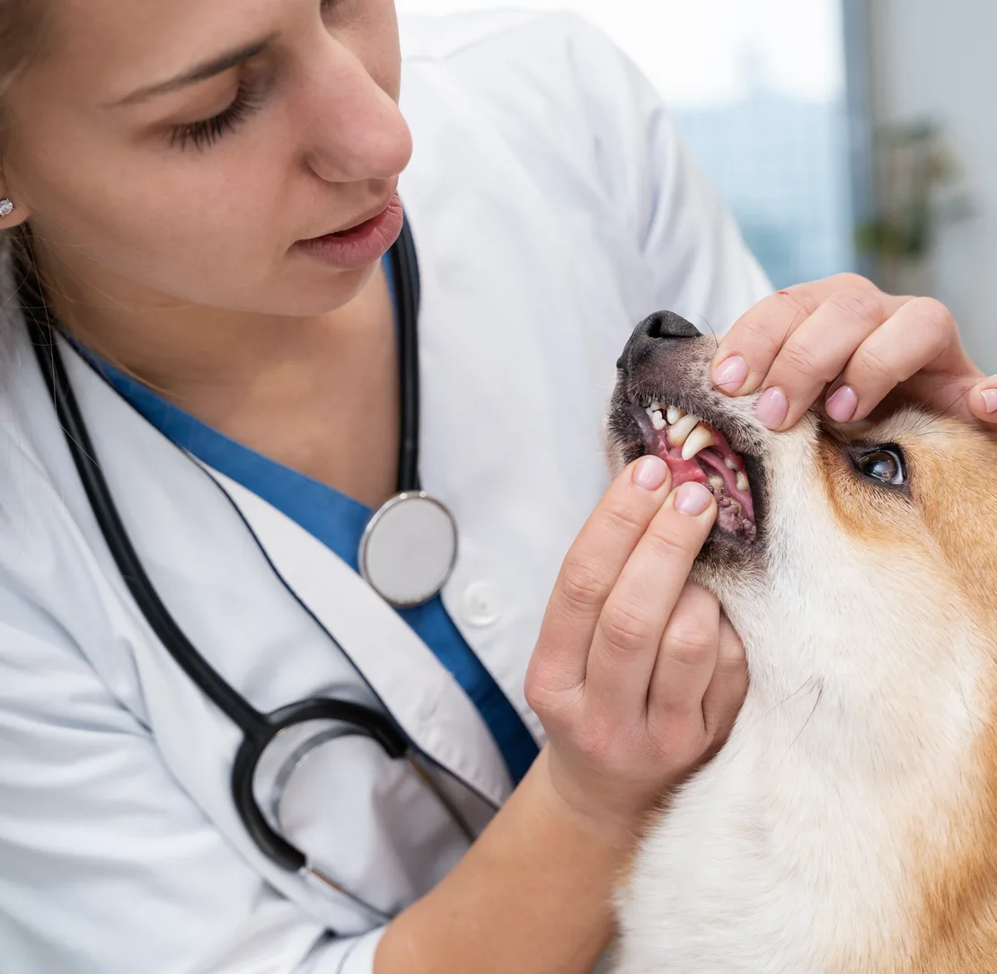 Veterinarian doing a dental checkup on a corgi and examining teeth
