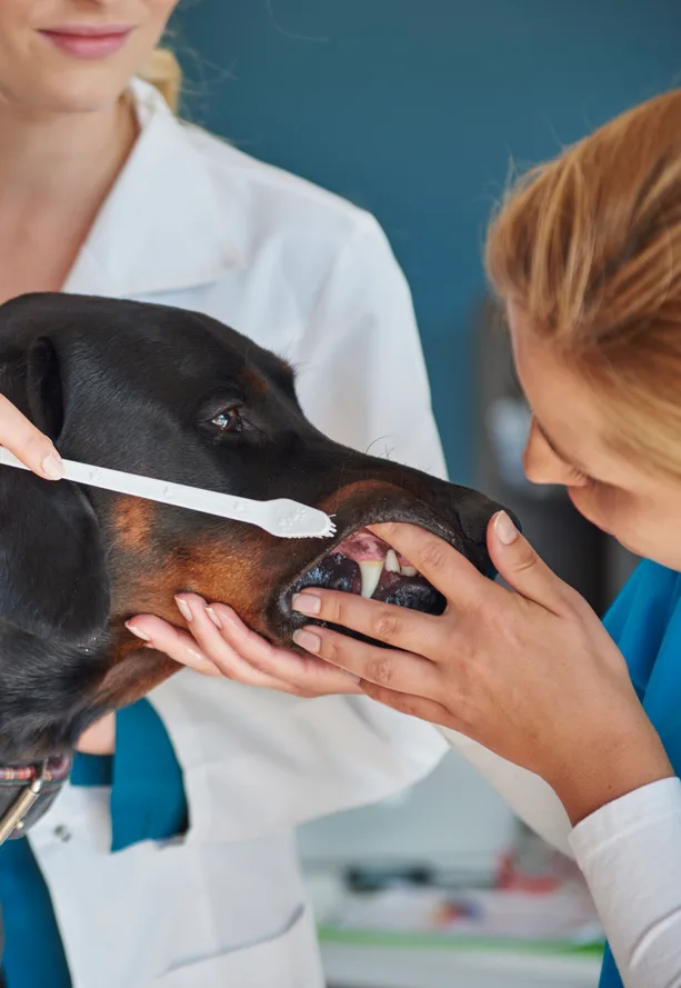 Veterinarians cleaning a dogs teeth in a vet hospital