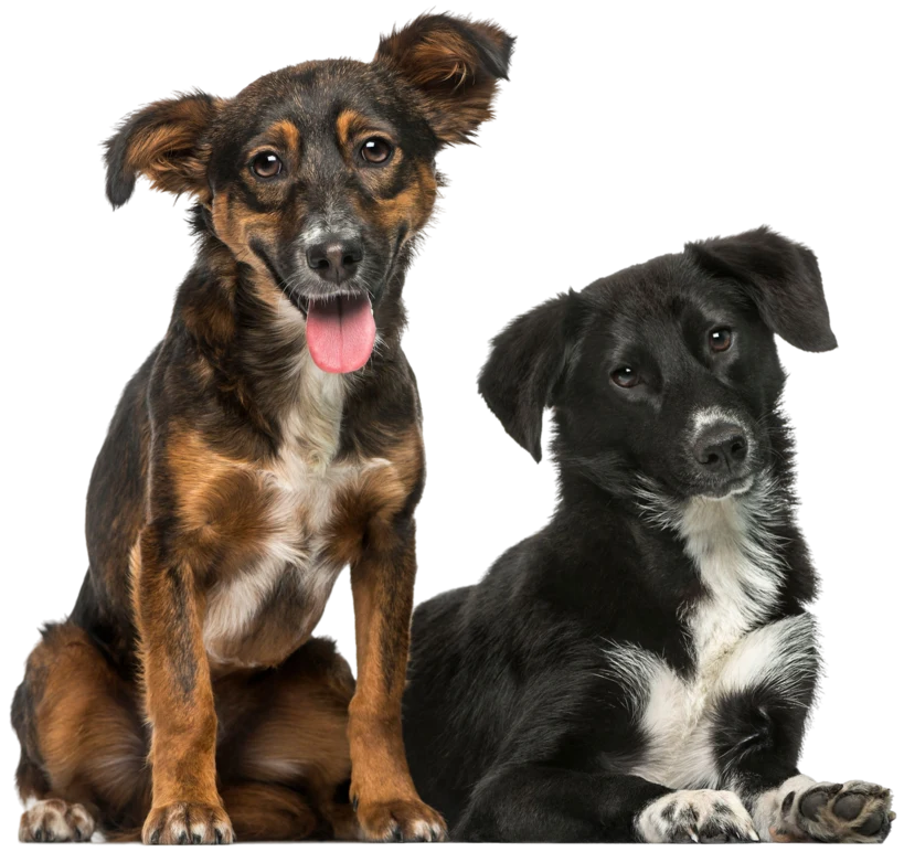 Two dogs sitting together looking straight