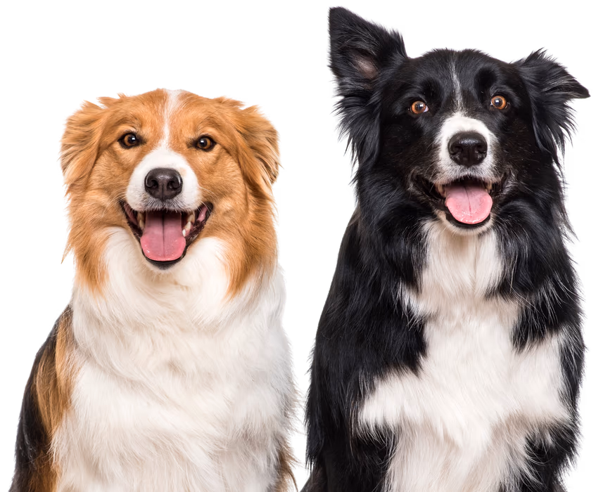 Two dogs sitting together