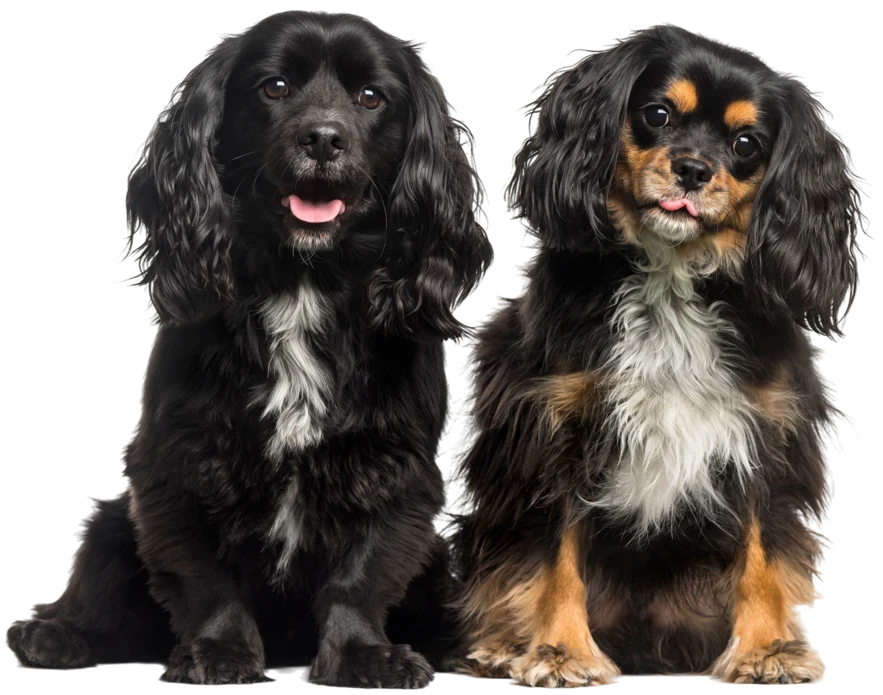 Two Cavalier King Charles Spaniels sitting together
