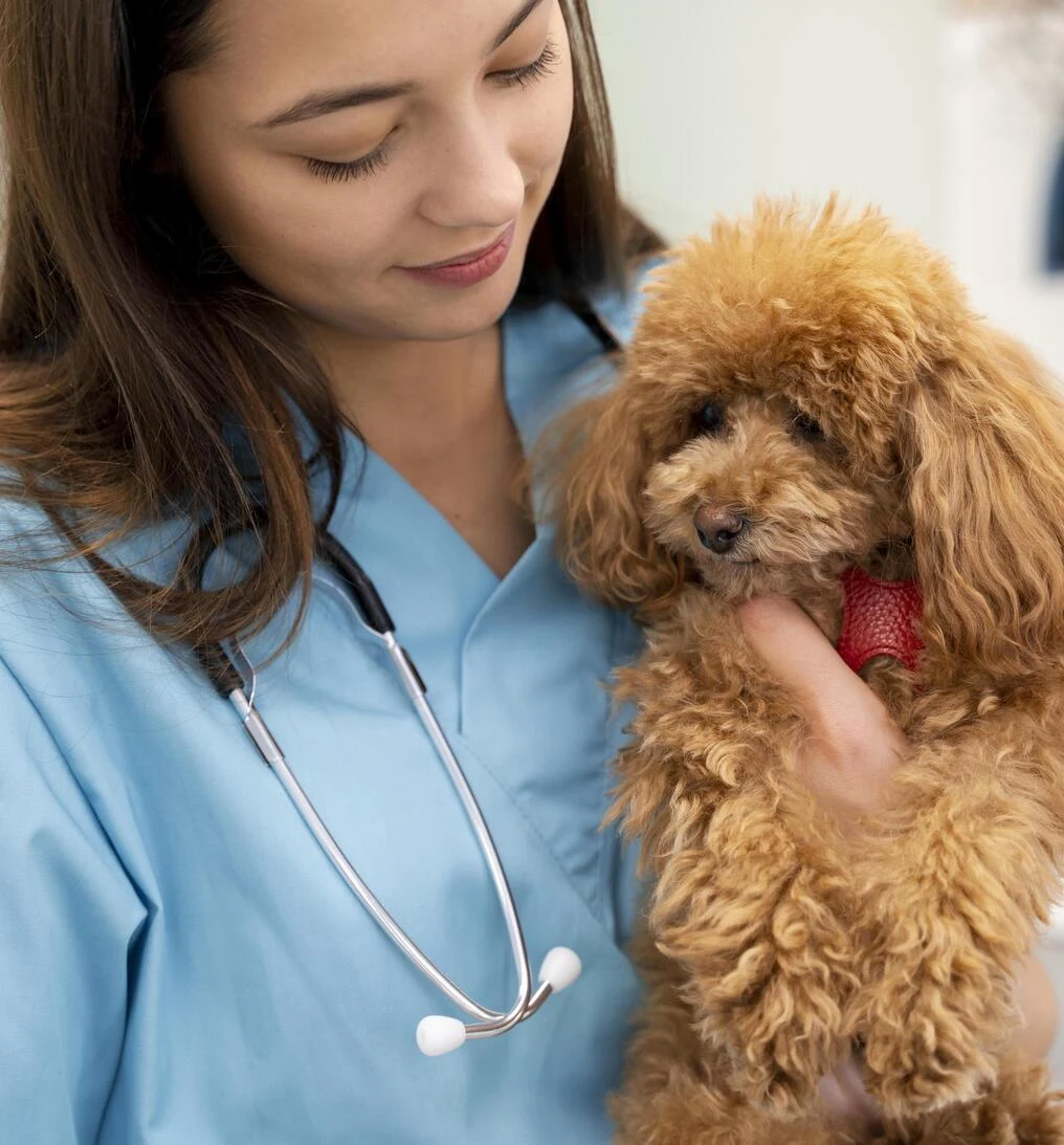 Veterinarian holding dog