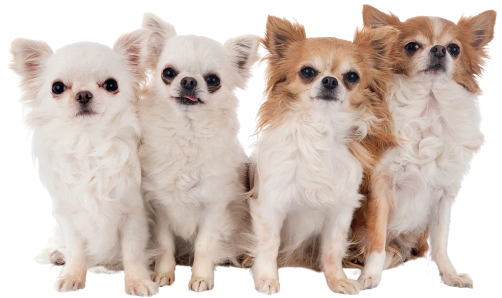 Four chihuahuas sitting together