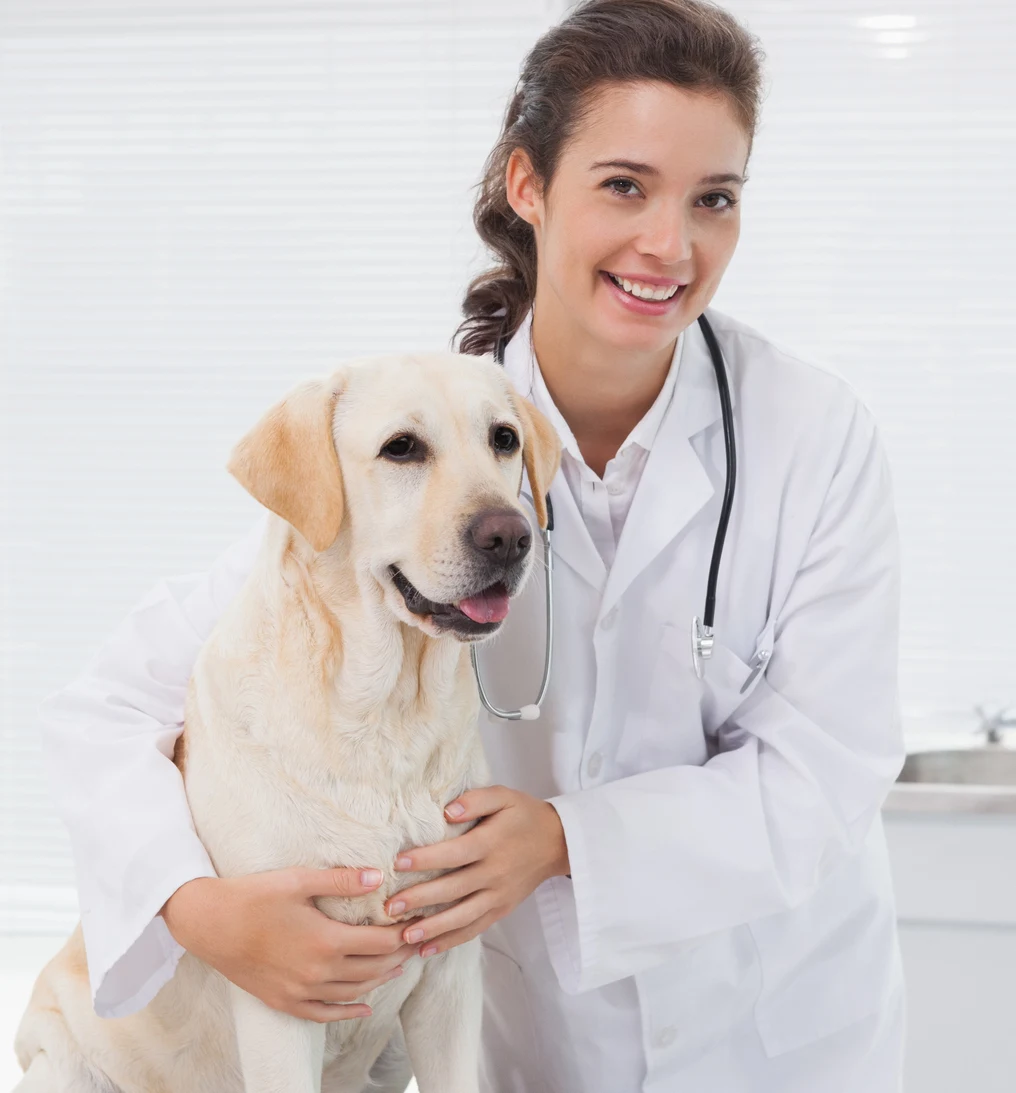 Vet smiling and examining dog