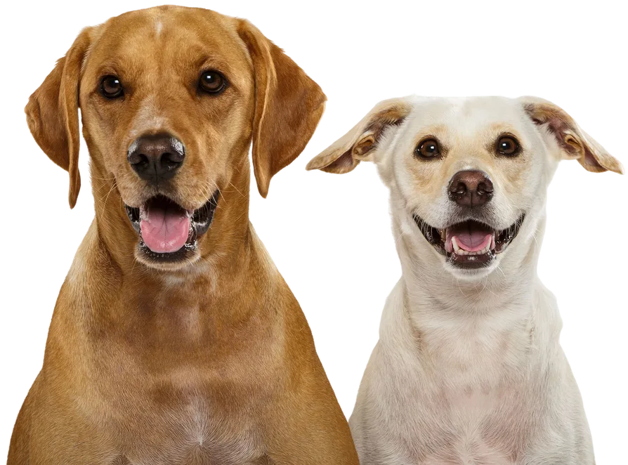Two happy dogs sitting together - a golden-brown dog and a cream-colored dog with their tongues out