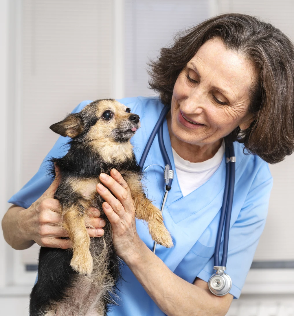 Veterinarian examining dog