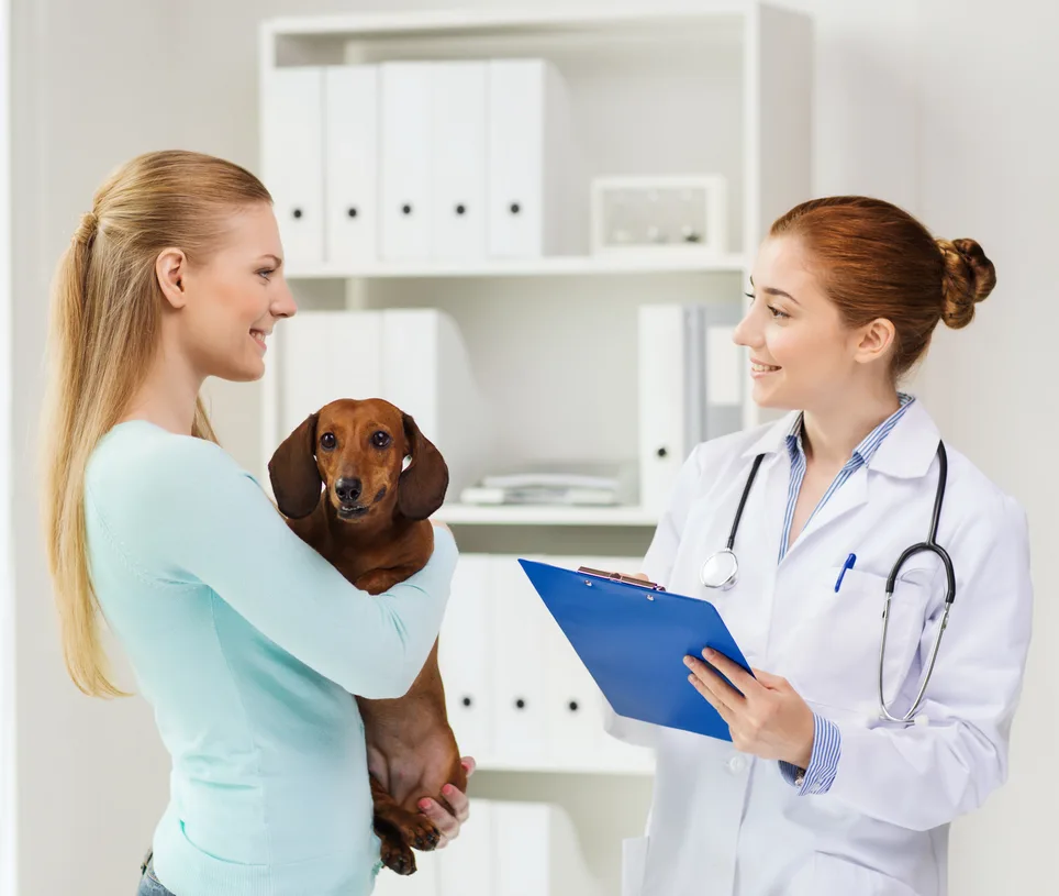 Pet owner holding dachshund and talking to veterinarian in animal hospital