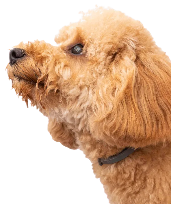 Puppy with golden fur looking upright