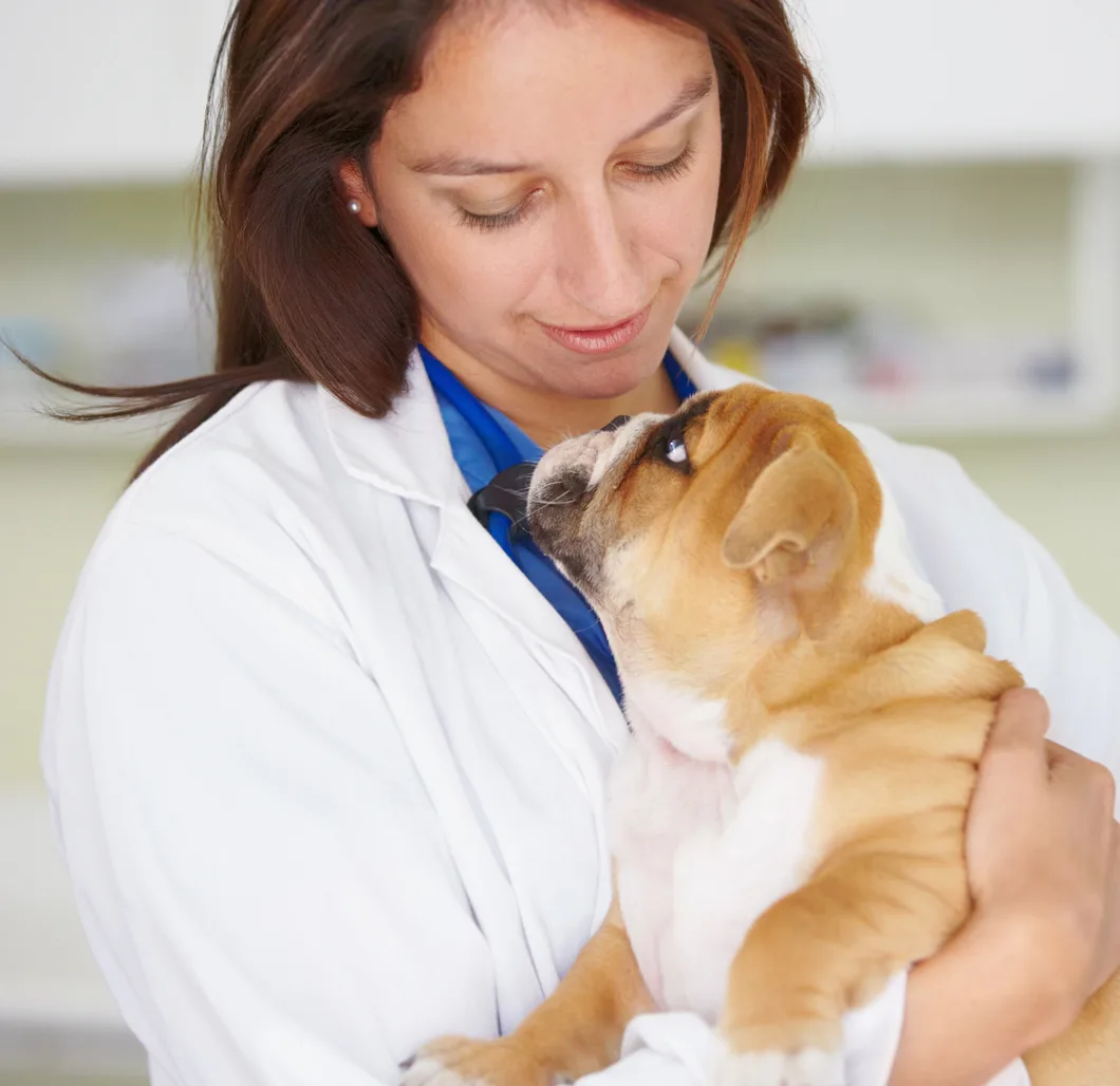 Veterinarian in white coat holding and examining a golden puppy in clinic