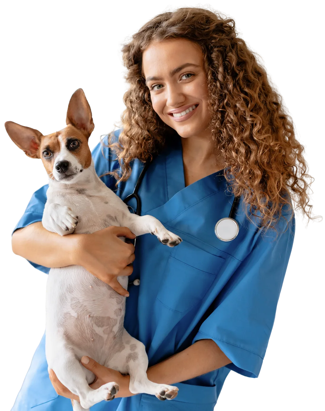 Veterinarian holding a Jack Russell Terrier dog and smiling