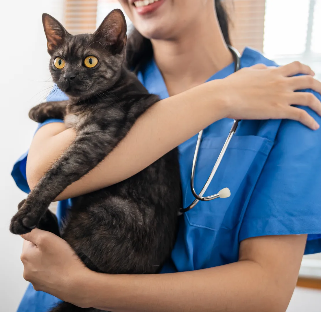 Veterinarian hugging a black cat in an animal hospital