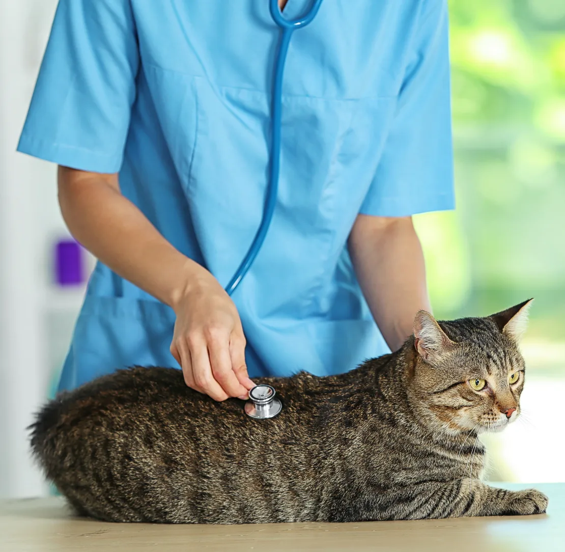 Veterinarian examining a cat