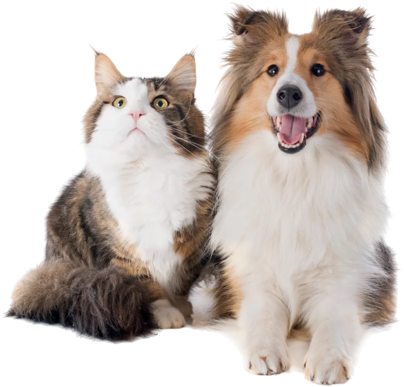 Cat and dog together against blue background
