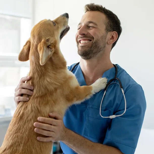 Veterinarian holding a corgi dog and smiling