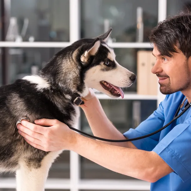 Veterinarian examining a husky dog