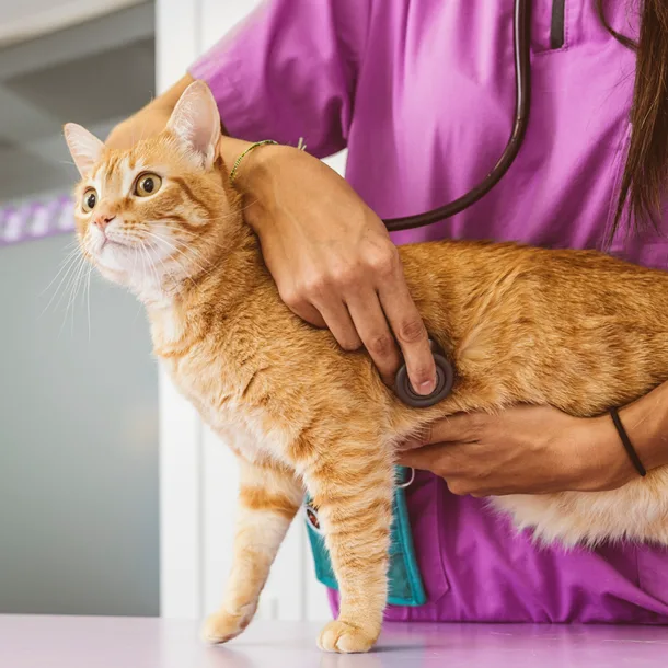 Veterinarian examining an orange cat