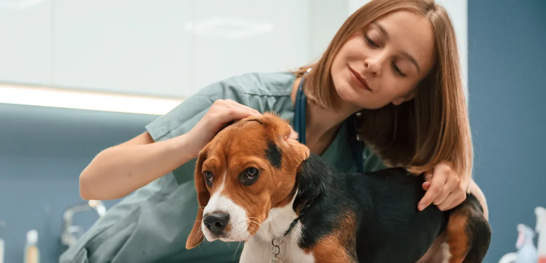 Veterinarian examining a dog