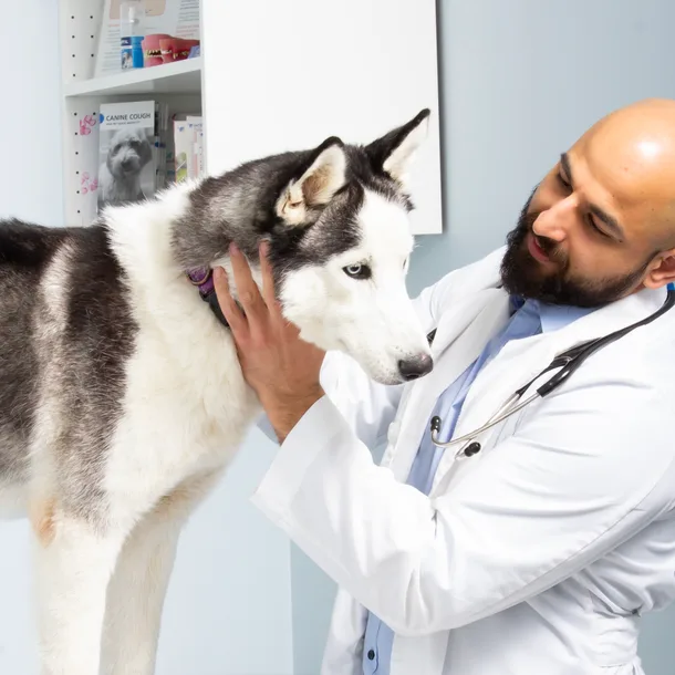 Veterinarian in white coat at Barlow Trail Animal Hospital examining a Siberian Husky dog. Links to gallery page