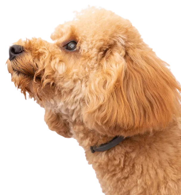 Puppy with golden fur looking upright