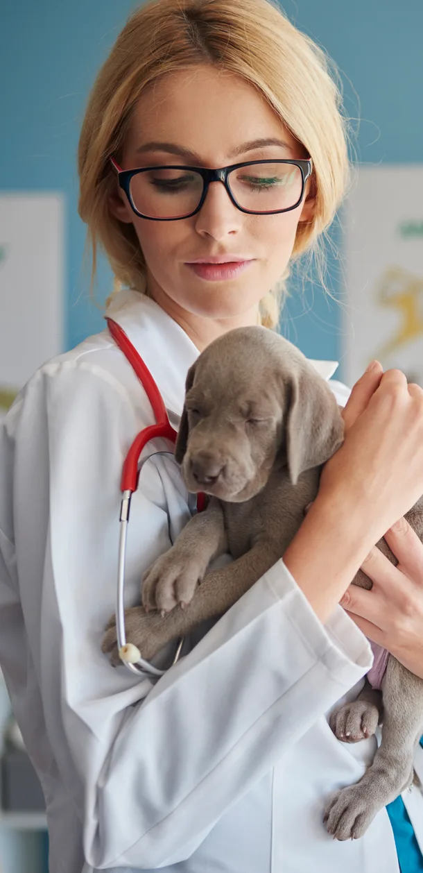 Veterinarian in white coat hugging a small puppy. Links to gallery