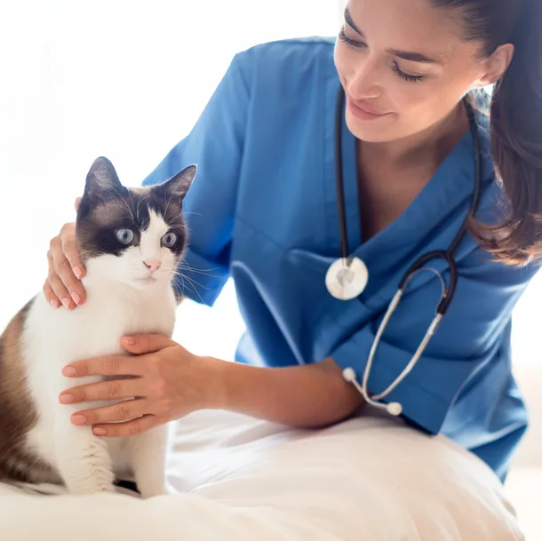 Veterinarian examining a cat inside of an animal hospital