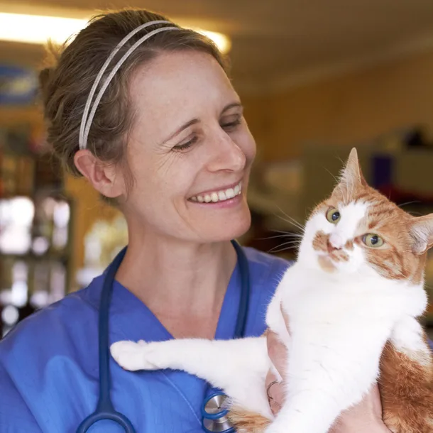 Veterinarian holding a cat with orange white fur and smiling. Links to gallery page