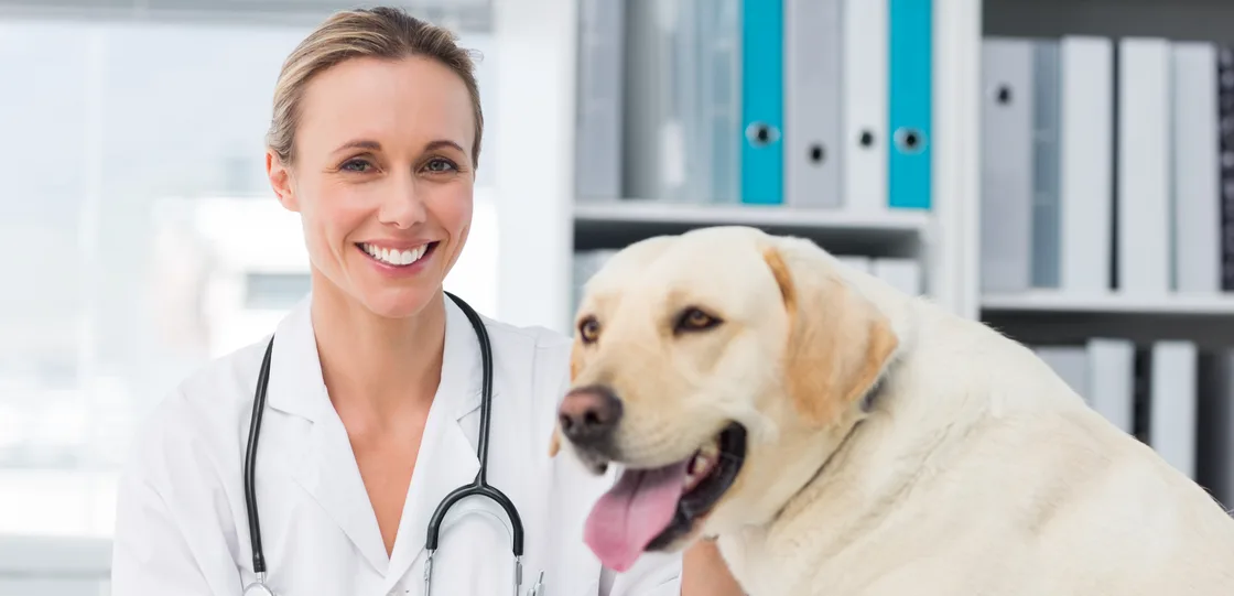 Veterinarian smiling next to a golden labrador inside of a pet clinic.